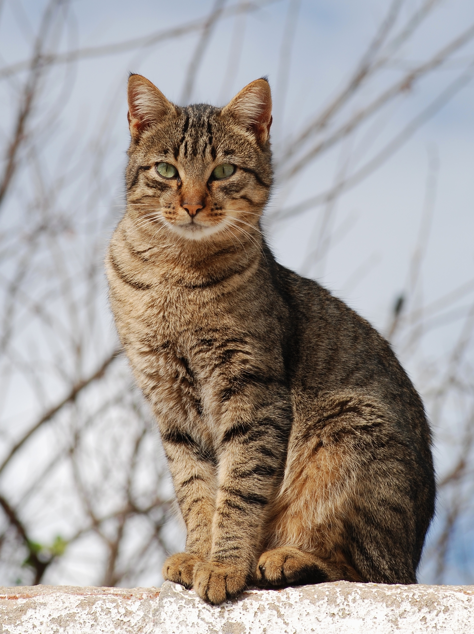 A cat